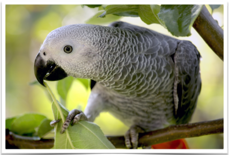 Buy African Grey Parrots Online