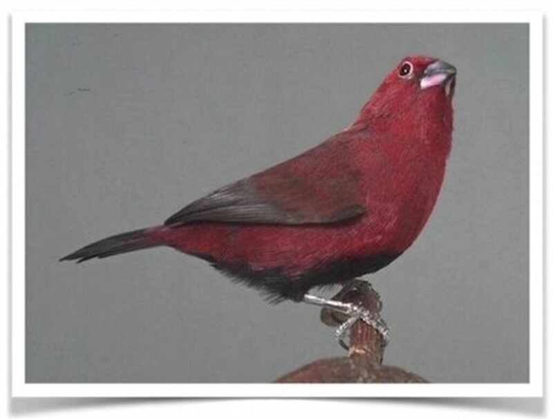 Buy Black-bellied Firefinch Online