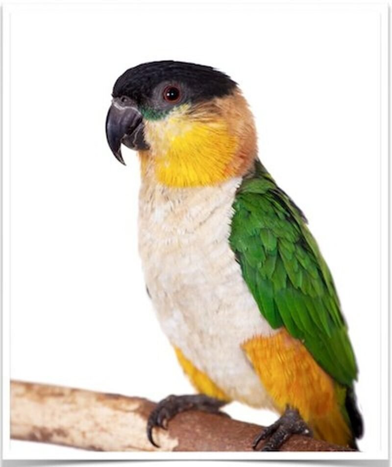 Buy Black Headed Caique Online - Image 2