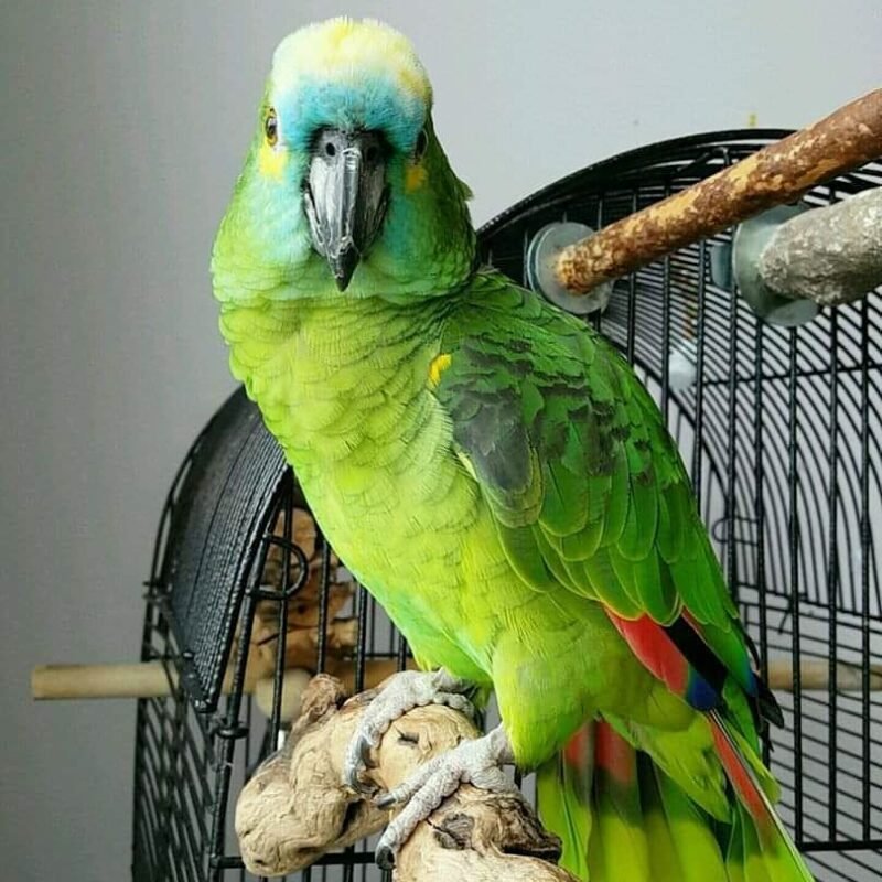 Blue-fronted amazon