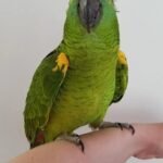 BUY AMAZON PARROTS FOR SALE