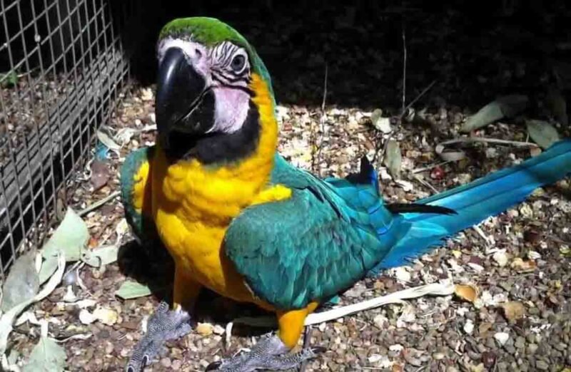 Buy Blue & Yellow Macaw Online - Image 2
