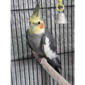 BUY COCKATIEL BIRD FOR SALE