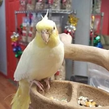 BUY COCKATIEL FOR SALE