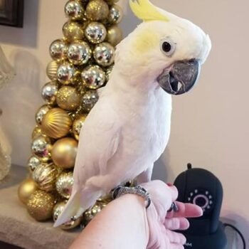 BUY COCKATOO FOR SALE