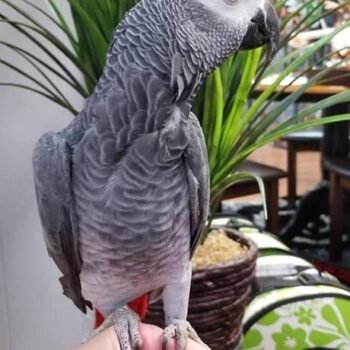 BUY CONGO AFRICAN GREY FOR SALE