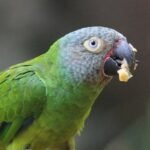 BUY DUSKY CONURE FOR SALE