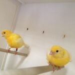 BUY FIFE CANARIES FOR SALE