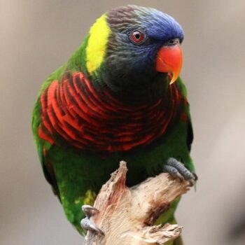BUY GREEN NAPED LORIKEET