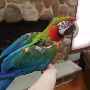 BUY HARLEQUIN MACAW FOR SALE - Image 2