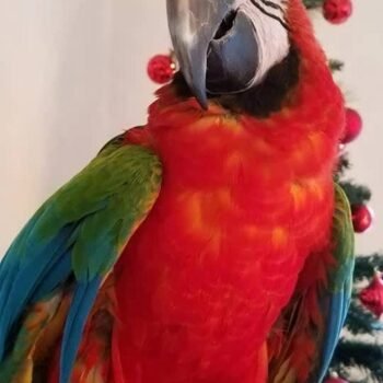 BUY HARLEQUIN MACAW FOR SALE - Image 3