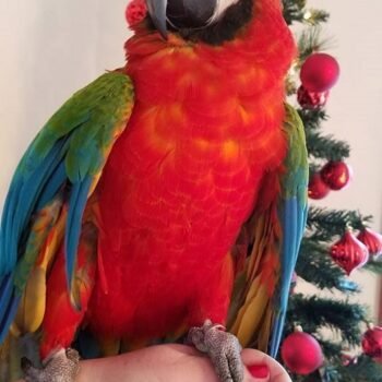 BUY HARLEQUIN MACAW FOR SALE - Image 4
