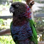 BUY HAWK HEADED PARROT FOR SALE