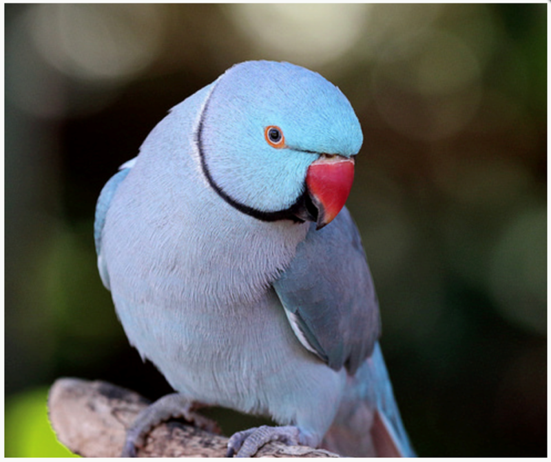 BUY INDIAN RINGNECK PARAKEETS FOR SALE - Image 2