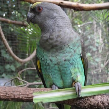 BUY MEYERS PARROT FOR SALE