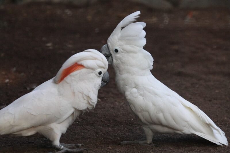 BUY MOLUCCAN COCKATOO FOR SALE