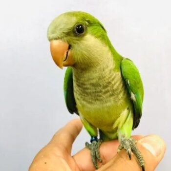 BUY MONK PARAKEET FOR SALE - Image 2