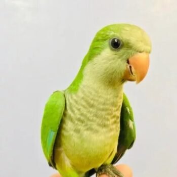 BUY MONK PARAKEET FOR SALE - Image 3