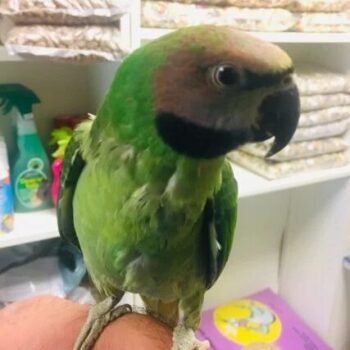 BUY MUSTACHE PARAKEET FOR SALE