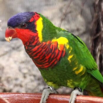 BUY ORNATE LORIKEET FOR SALE