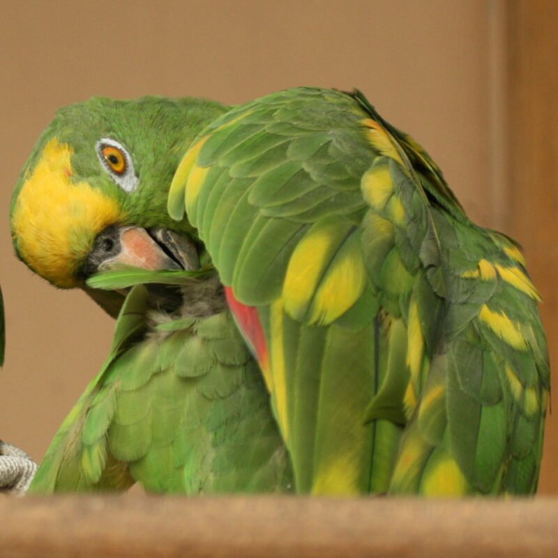 BUY PANAMA AMAZON FOR SALE - Image 3