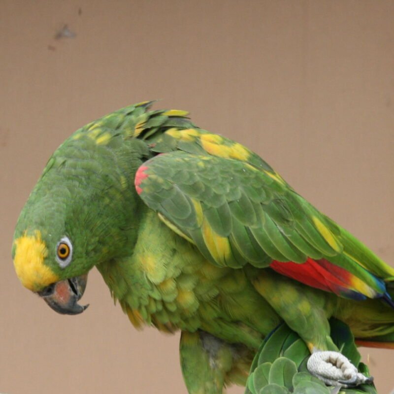 BUY PANAMA AMAZON FOR SALE - Image 4