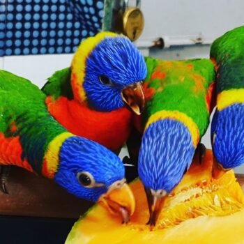 Buy Rainbow Lorikeets For Sale