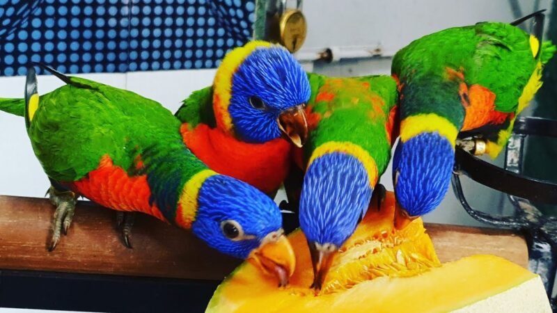 Buy Rainbow Lorikeets For Sale