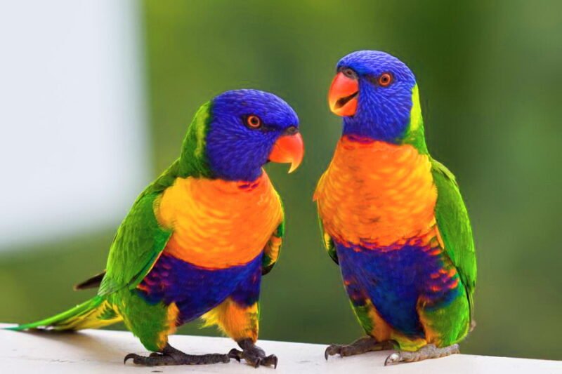 Buy Rainbow Lorikeets For Sale - Image 2