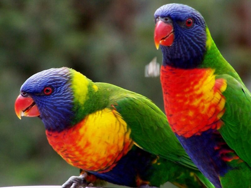 Buy Rainbow Lorikeets For Sale - Image 3