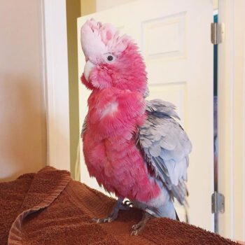 Buy Rose Breasted Cockatoo