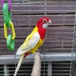 BUY ROSELLA FOR SALE