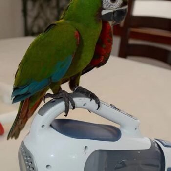 BUY SEVERE MACAW FOR SALE