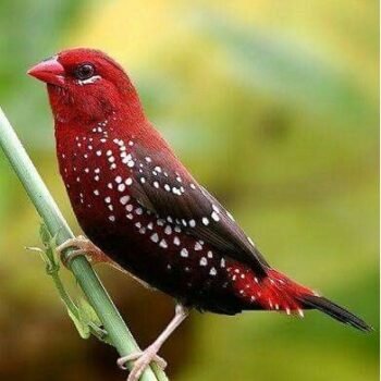 BUY STRAWBERRY FINCHES FOR SALE