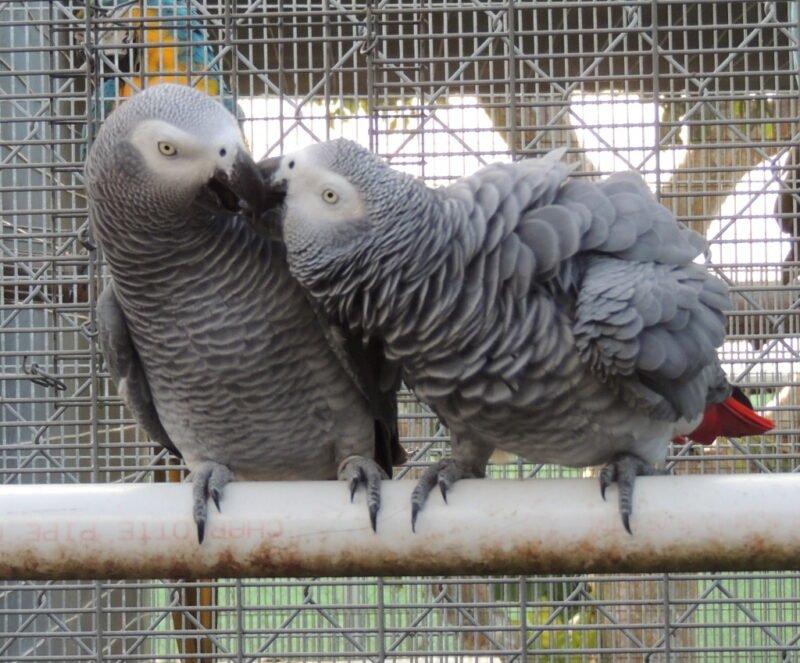 Buy Timneh African Grey Parrots For Sale - Image 3