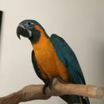 BUY BLUE THROATED MACAW FOR SALE