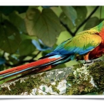 Buy Camelot Macaw Online