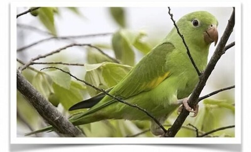 Buy Canary-Winged Parakeets Online