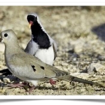 Buy Cape Doves Online