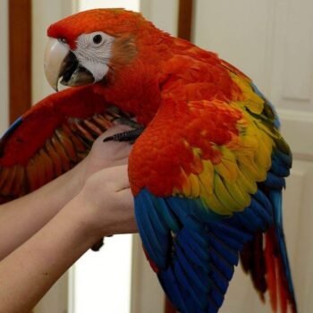 CHEAP SCARLET MACAW FOR SALE