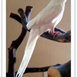 Buy Cockatiel - Albino Online