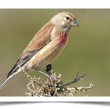 Buy Common Linnet Finch Online