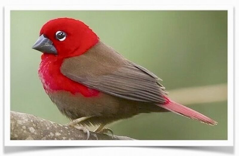 Buy Crimson Seedcracker Online