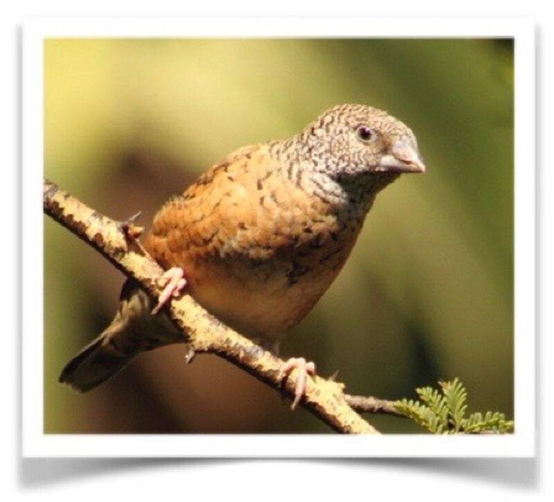 Buy Cut-Throat Finch Online - Image 3
