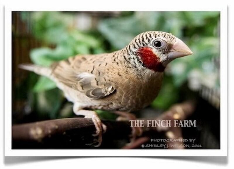 Buy Cut-Throat Finch Online - Image 2