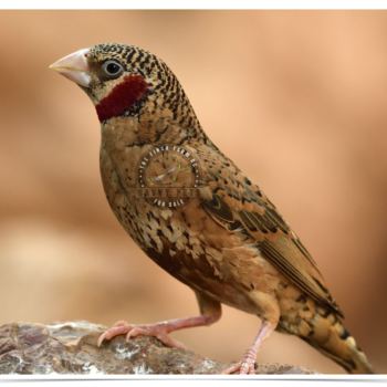 Buy Cut-Throat Finch Online