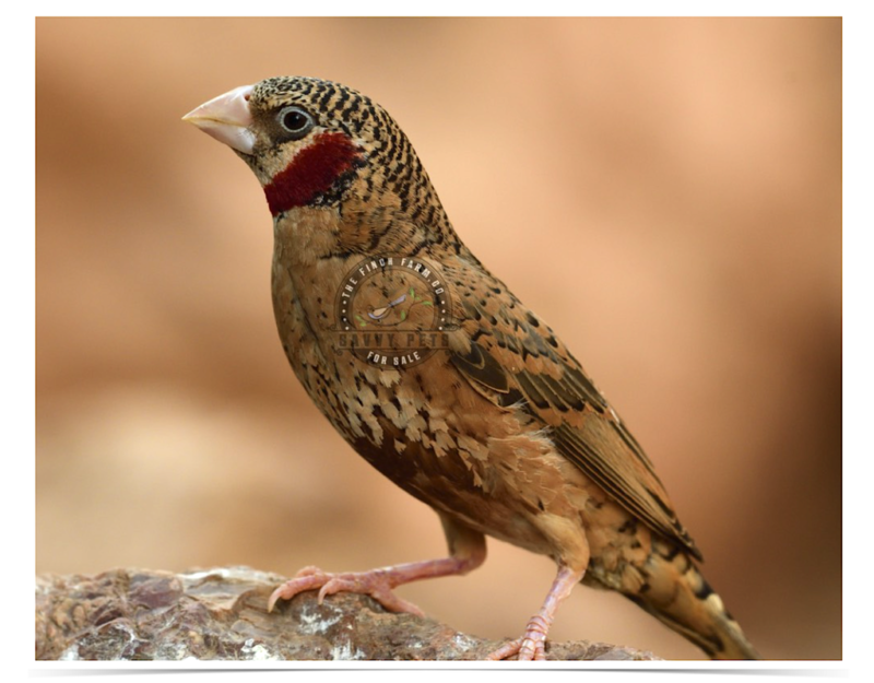 Buy Cut-Throat Finch Online