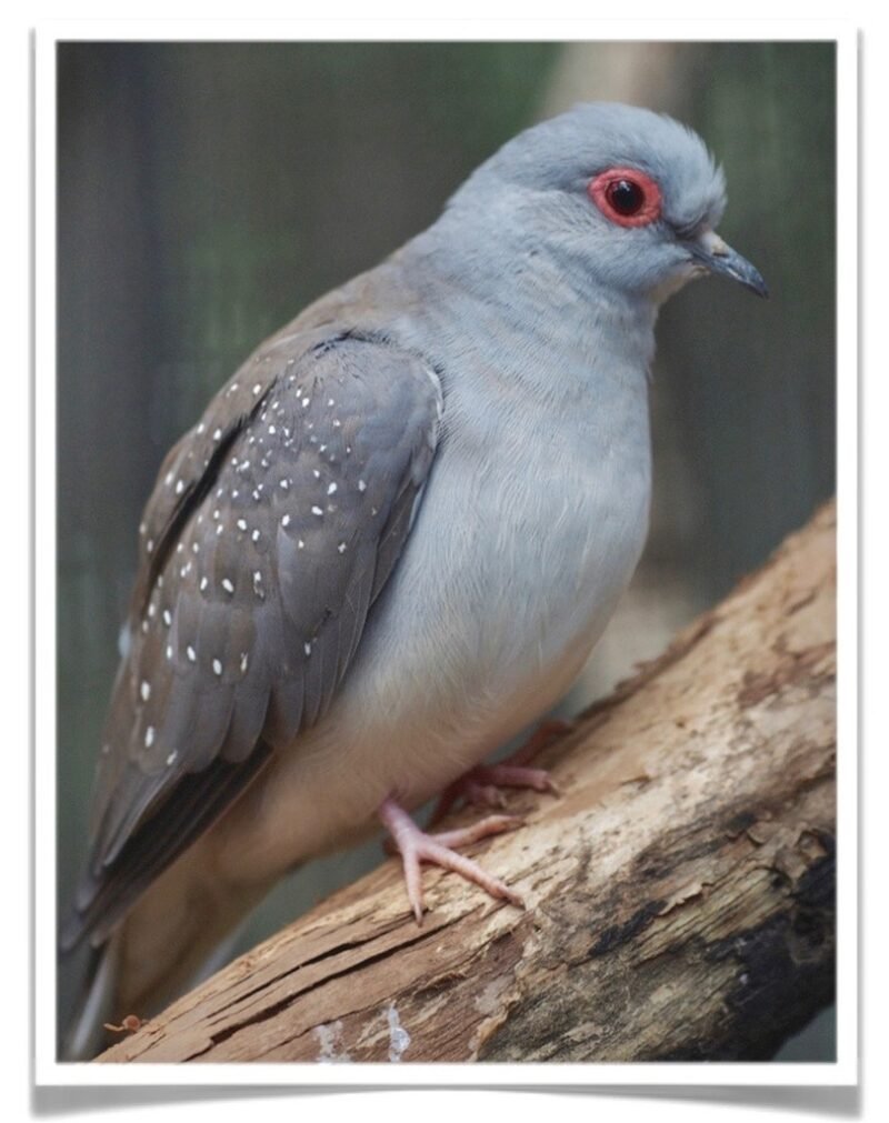 Buy Diamond Dove Online