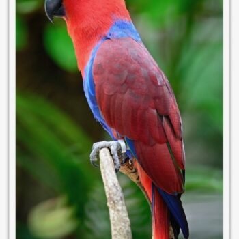 Buy Eclectus  Online