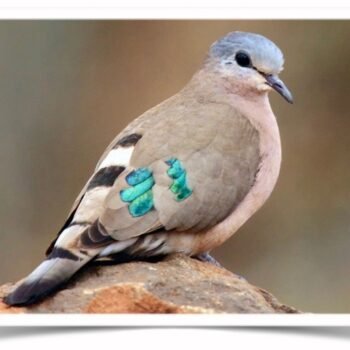 Buy Emerald Spotted Dove Online